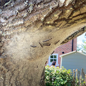 OPM Oak Processionary Moth Removal In Surrey by Guildford Tree Surgeons